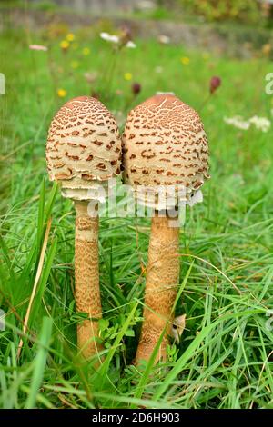 Ein Paar nicht ausgewachsene Exemplare von Macrolepiota procera mastoidea, allgemein bekannt als Sonnenschirmpilz, auf einer Wiese in Italien. Stockfoto