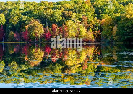 Hall Lake, Autumn, Yankee Springs Recreation Area, MI, USA, von James D. Coppinger/Dembinsky Photo Assoc Stockfoto