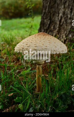 Ein ausgewachsenes Exemplar von Macrolepiota procera mastoidea, allgemein bekannt als Sonnenschirmpilz, auf einer Wiese in Italien. Stockfoto
