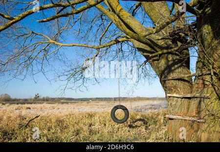 Reifenschaukel hängt an einem alten Baum Stockfoto