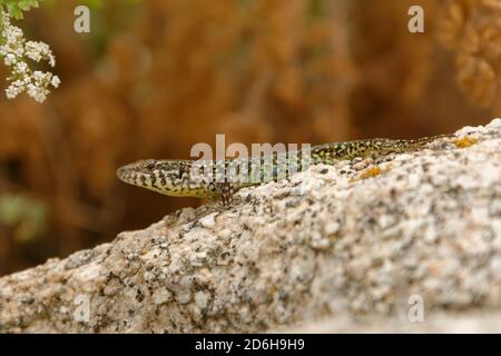 Tyrrhenische Mauereidechse (Podarcis tiliguerta) ist eine Art von Eidechse aus der Familie Lacertidae. Die Art ist endemisch auf den Inseln Sardinien und Corsi Stockfoto