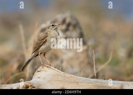 Tawny Pipit - Anthus campestris sitzender mittelgroßer Sperlingsvogel, brütet von Nordwestafrika und Portugal bis Zentralsibirien und weiter nach Inner Mong Stockfoto