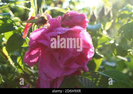 Schöne rosa Hagebutte mit Tau Tropfen in der geschmückt Morgen Stockfoto