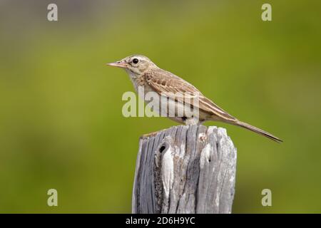 Tawny Pipit - Anthus campestris sitzender mittelgroßer Sperlingsvogel, brütet von Nordwestafrika und Portugal bis Zentralsibirien und weiter nach Inner Mong Stockfoto