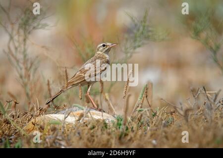 Tawny Pipit - Anthus campestris sitzender mittelgroßer Sperlingsvogel, brütet von Nordwestafrika und Portugal bis Zentralsibirien und weiter nach Inner Mong Stockfoto