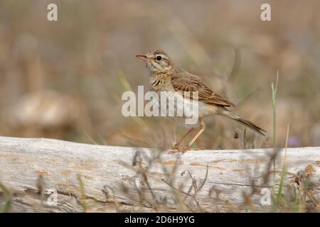 Tawny Pipit - Anthus campestris sitzender mittelgroßer Sperlingsvogel, brütet von Nordwestafrika und Portugal bis Zentralsibirien und weiter nach Inner Mong Stockfoto