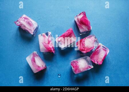 Gefrorene Blumen oder Blütenblätter zu Eiswürfeln auf blauem Hintergrund. Stockfoto