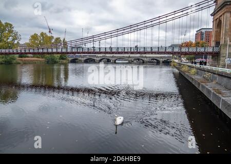 Glasgow, Schottland, Großbritannien. Oktober 2020. Wetter in Großbritannien. Ein Schwan auf dem River Clyde an der South Portland Street Suspension Bridge. Kredit: Skully/Alamy Live Nachrichten Stockfoto