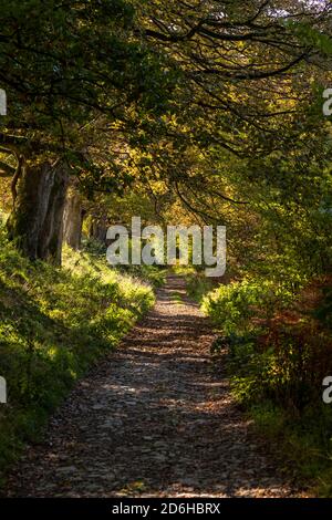 Pfad durch Coed Llangwyfan Wald, Clydian Range, Nord Wales Stockfoto