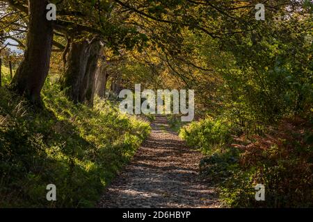 Pfad durch Coed Llangwyfan Wald, Clydian Range, Nord Wales Stockfoto
