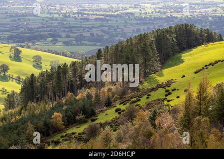 Coed Llangwyfan Forest, Clwydian Range, Nordwales Stockfoto