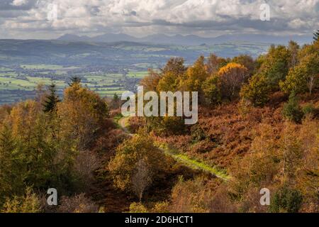 Coed Llangwyfan Forest, Clwydian Range, Nordwales Stockfoto