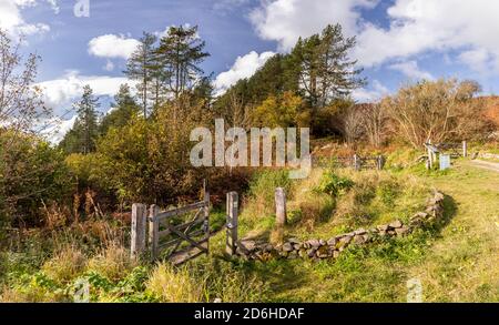 Coed Llangwyfan Forest, Clwydian Range, Nordwales Stockfoto