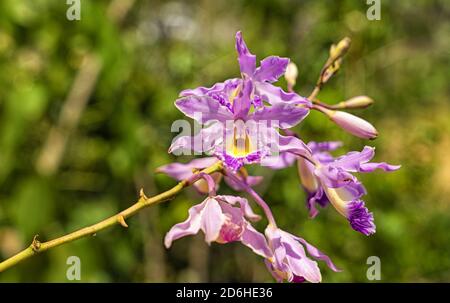 Cattleya lueddemanniana, kleine Nahaufnahme dieser Orchidee Stockfoto