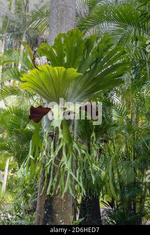 Ein Staghorn Farn, der auf dem Stamm einer Palme in Australien wächst. Stockfoto