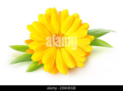 Eine Ringelblume (Ringelblume) Blume isoliert auf weißem Hintergrund Stockfoto