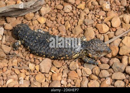 Ein Shingleback (auch bekannt als die Pinecone Eidechse) in einem Wildpark in der Nähe von Brisbane, Australien. Stockfoto