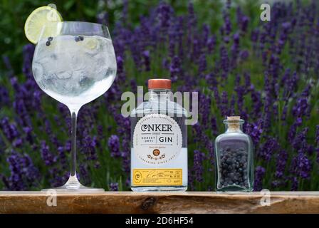 Großes Glas Gin und Tonic Drinks mit Eis und Zitrone und Conker Dorset Dry Gin Flasche vor Lavendelbusch. Stockfoto