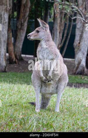 Brisbane, Australien - 23. März 2020: Ein watchful weibliches Känguru in einem Wildpark in der Nähe von Brisbane, Australien. Stockfoto