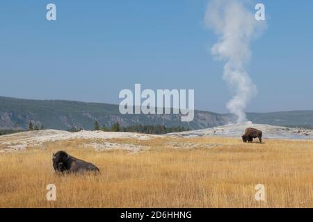 Nordamerika, Wyoming, Yellowstone National Park, Upper Geyser Basin. Männlicher amerikanischer Bison (WILD: Bison Bison) aka Büffel, vor Old Faithful G Stockfoto
