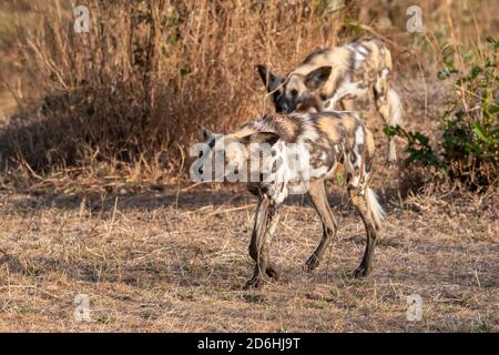 Afrika, Sambia, South Luangwa National Park. African Painted Wolves, aka Painted Dogs oder African Wild Dog (Wild: Lycaon pictus) Jagdhaltung. Stockfoto