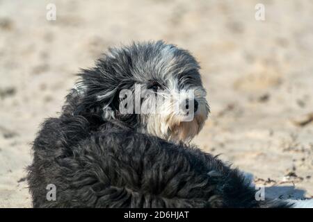 Schwarz und weiß flauschigen Hund am Strand ruhen Stockfoto