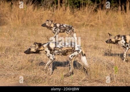 Afrika, Sambia, South Luangwa National Park. African Painted Wolves, aka Painted Dogs oder African Wild Dog (Wild: Lycaon pictus) Jagdhaltung. Stockfoto
