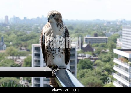 Unreifer Rotschwanz-Falke auf städtischem Balkongeländer Stockfoto