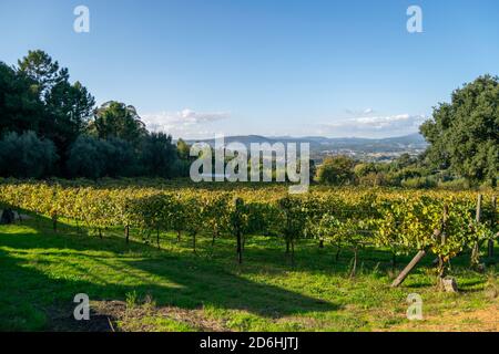 Vinho Verde Portugal Weinproduktion aus dem Kloster Tibães namens vinhas Auf portugiesisch Stockfoto