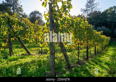 Vinho Verde Portugal Weinproduktion aus dem Kloster Tibães namens vinhas Auf portugiesisch Stockfoto