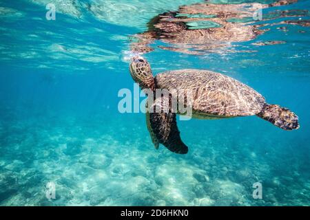 Meeresschildkröte kommt zum Atmen beim Schwimmen in der oahu Ozean Stockfoto