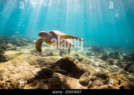 Meeresschildkröte schwimmt in der Nähe des felsigen Meeresbodens in oahu hawaii Stockfoto