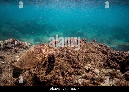 Meeresschildkröte schwimmt über einem flachen toten Riff vor oahu hawaii Stockfoto