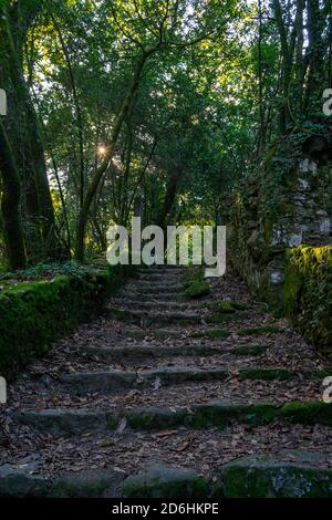 Schöne geheimnisvolle Treppe im Wald Spaziergang im Kloster Tibães Gärten Stockfoto