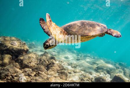 Meeresschildkröte schwimmt zum Meeresboden von oahu, hawaii Stockfoto