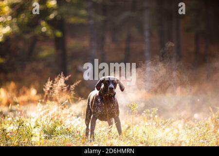 Deutsche Kurzhaarpointer Jagd mit Dampf steigt am kalten Morgen Stockfoto