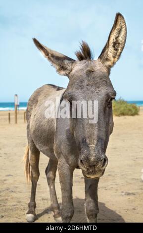 Esel am Strand von Cofete auf Fuerteventura, Kanarische Inseln an einem Sommertag. Stockfoto