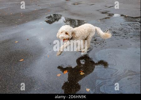 Cockapoo Hund genießt ein Planschen in einer Pfütze mit Reflexion und trägt einen Gummiball. Stockfoto