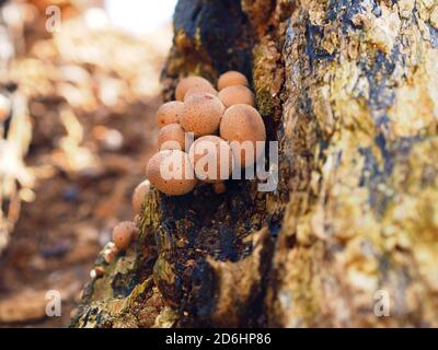 Stump Puffball oder Birnenförmige Puffball (Lycoperdon pyriforme) wächst aus einem Baumstumpf im Herbst, Großbritannien Stockfoto