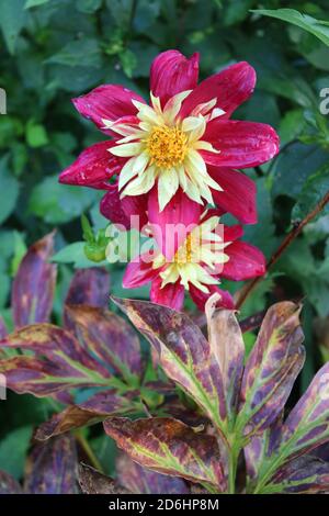 Nahaufnahme der schönen Dahlia kastanienbraun rosa gelb Mitte Farbe, Bio-Blütenblätter in voller Blüte in englischen Landgarten in sonnengrün Hintergrund Stockfoto