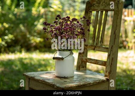 Frisch blühende Oregano Zweige auf einem Stuhl in einem Garten Stockfoto