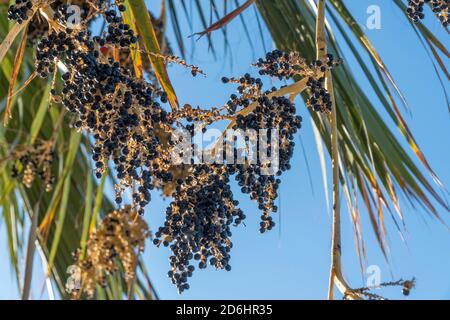 Viele kleine schwarze Palmenfrüchte hängen an Ästen.im Hintergrund Grüne Blätter und blauer Himmel mit Kopierraum
