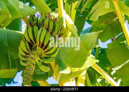 Blick von unten auf einen Haufen grüner Bananen, die am Baum hängen. Kleine frische Früchte warten darauf, geerntet zu werden. Schöne große grüne Blätter gegen Blau Stockfoto