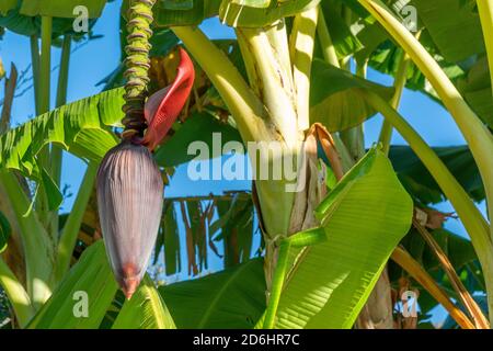 Eine schöne Bananenbaumblume mit roten und grünen Blättern gegen blauen Himmel. Natürlicher und farbenfroher Hintergrund Stockfoto