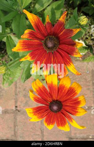 Nahaufnahme von hellen gerber echinacea Gänseblümchen Form Blume in Volle Blüte die leuchtend orange und gelb Multi Blütenblätter Ziegel Wandhintergrund im englischen Garten Stockfoto