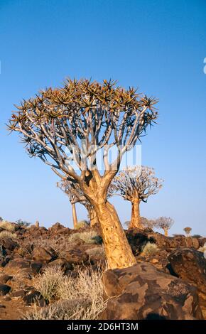 Baum unter Felsen, Keetmanshoop, Namibia, Afrika Stockfoto