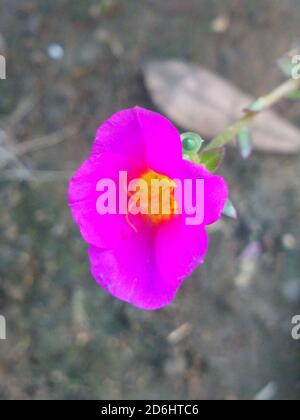 Vertikale Nahaufnahme einer blühenden rosa Blume, die in wächst Ein Garten Stockfoto