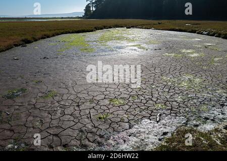 Ein Abschnitt von Schlamm in der Nähe des Strandes am Spencer Spit State Park auf Lopez Island, Washington, USA Stockfoto