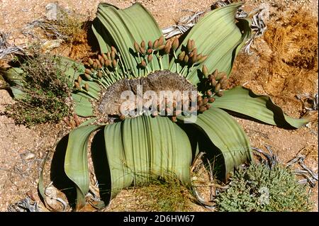 Welwitschia Mirabilis Plant, Namibia, Afrika Stockfoto