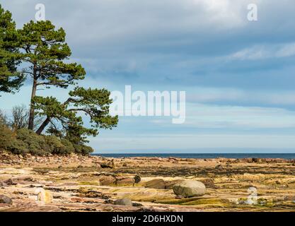 Sandstein Sediment Gesteinsschichten an der Küste und Firth of Forth Ansicht mit Schotten Kiefer, Tyninghame Estate, East Lothian, Schottland, UK Stockfoto